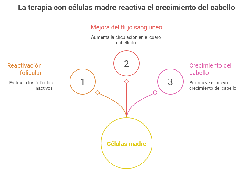 Infografía sobre la terapia con células madre para el cabello: reactiva folículos inactivos, mejora el flujo sanguíneo y promueve el crecimiento capilar.